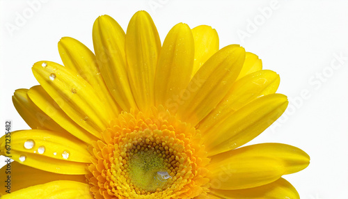 Close-up of a Single Water Droplet  Yellow Gerbera