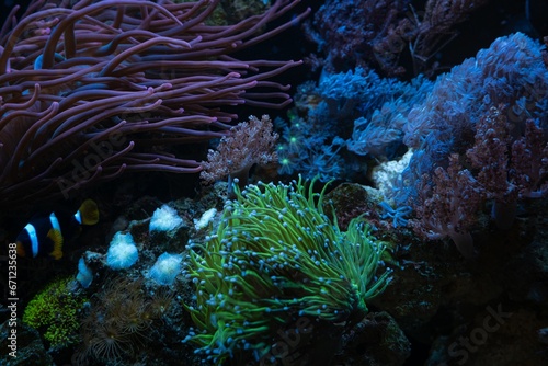 Capnella sp, torch coral and pulsing xenia, fluorescent polyp frag, Clark's anemonefish in bubble tip anemone, live rock ecosystem farm, nano reef marine aquarium, LED blue light, pet for aquarist photo
