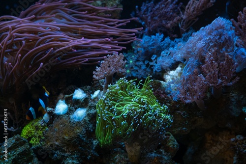 torch coral, Capnella sp and pulsing xenia, fluorescent polyp frag, Clark's anemonefish in bubble tip anemone, live rock ecosystem farm, nano reef marine aquarium, LED low light, pet for aquarist photo