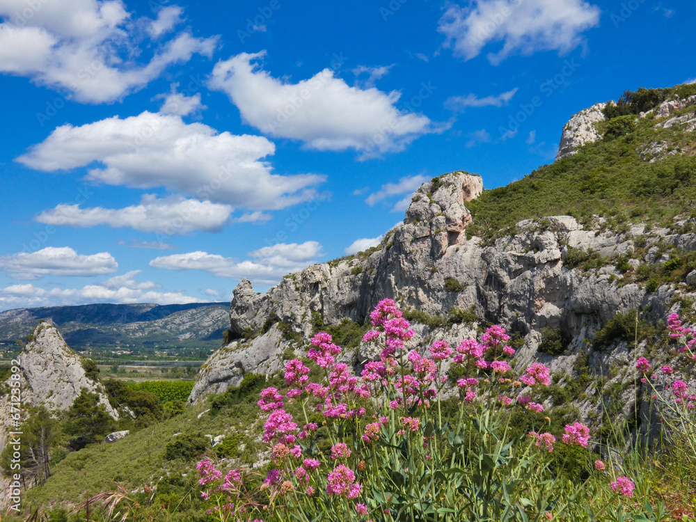 Red valerian in the sumptuous setting of a superb landscape in the Alpilles under a magnificent blue sky adorned with pretty white clouds in Provence in France Red valerian in the sumptuous setting of a superb landscape in the Alpilles under a magnificent blue sky adorned with pretty white clouds in Provence in France
