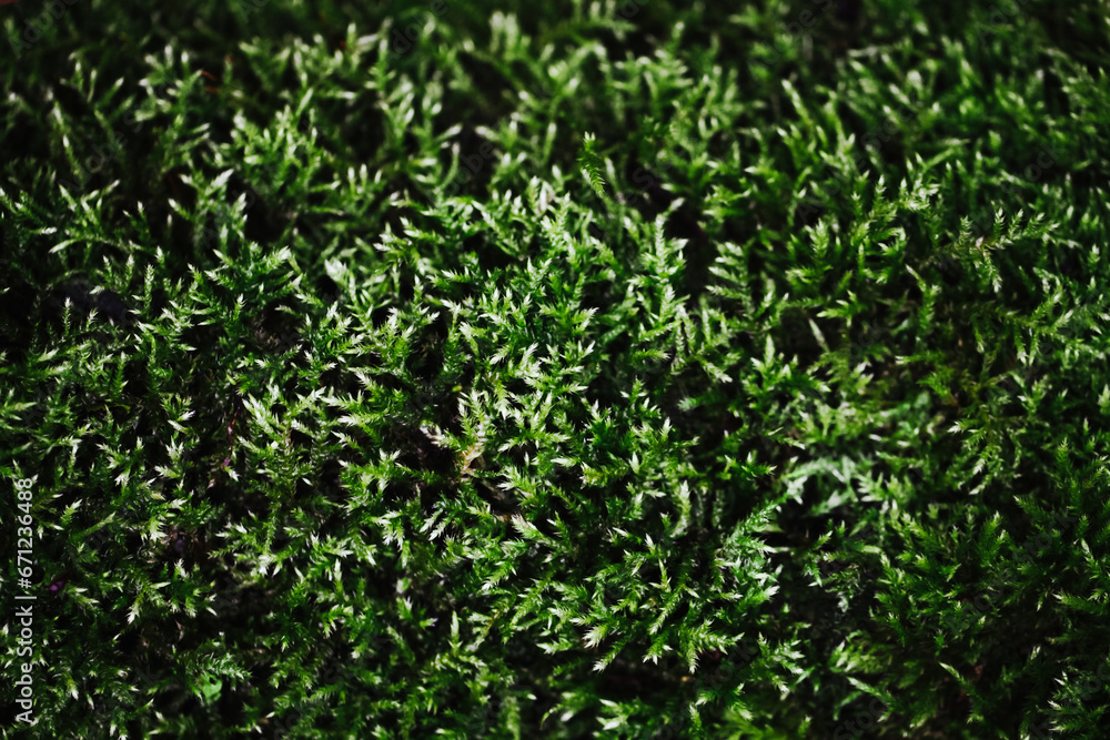 Green moss closeup texture. Forest ground macro background. Moss growing on stone. Turf texture. Foliage green plant pattern. Lichen detailed macro backdrop.