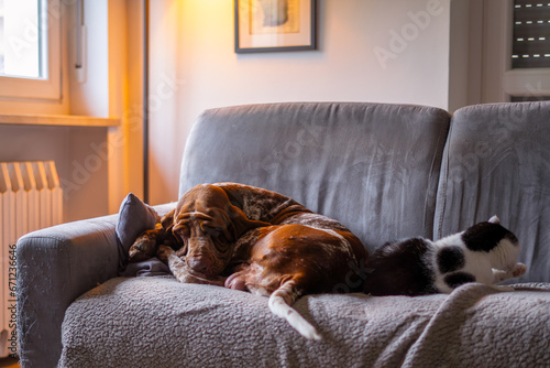 cane e gatto sul divano