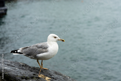 A seagull sits on a stone against the backdrop of the sea. © Helga