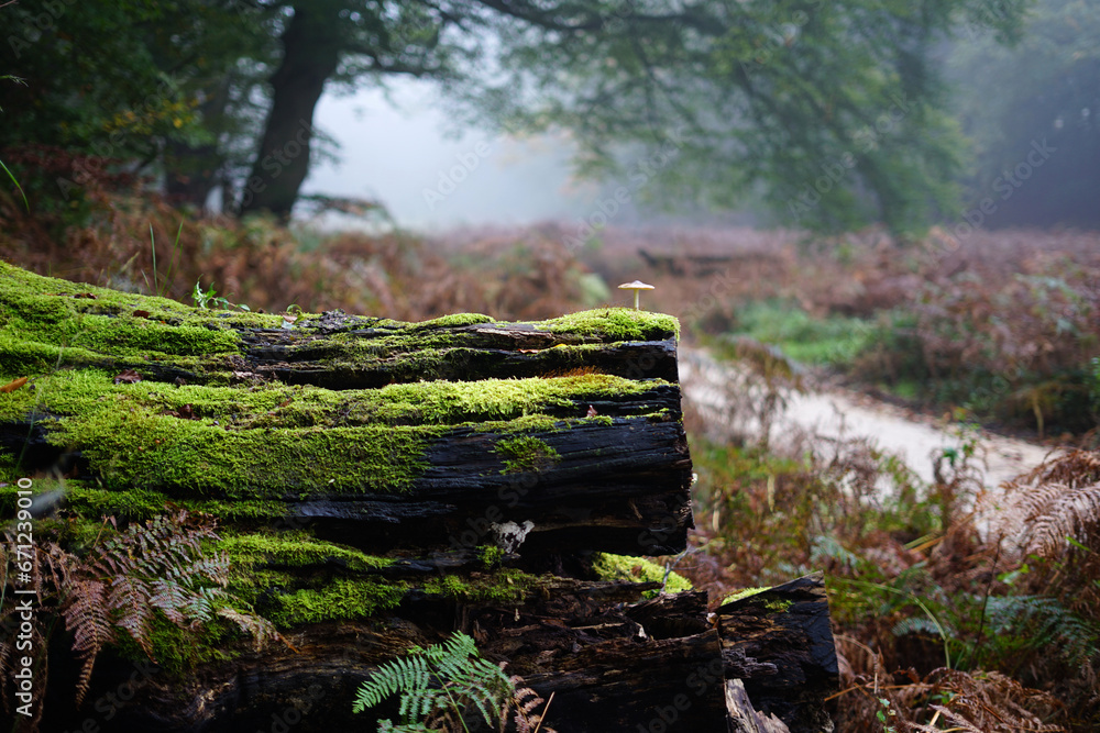 Obraz premium Tiny little mushroom growing brave on a big tree trunk overgrown with moss in autumn
