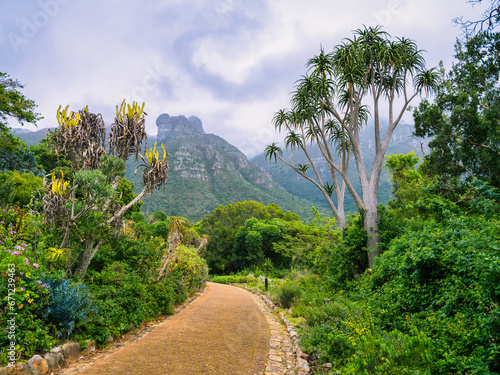 Winding pathway leading to the mountain in Kirstenbosch National Botanical Garden, Cape Town, South Africa