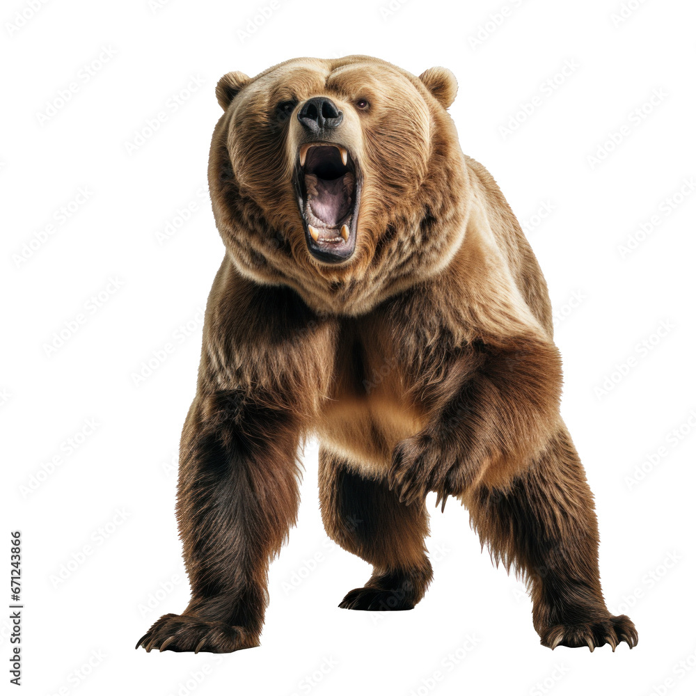 Obraz premium bear standing on its hind legs and growling isolated