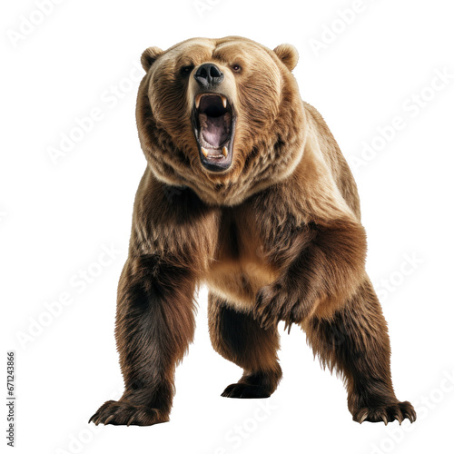 bear standing on its hind legs and growling isolated © olegganko