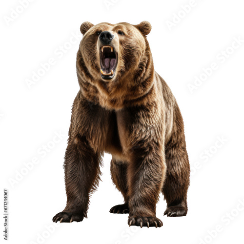 bear standing on its hind legs and growling isolated