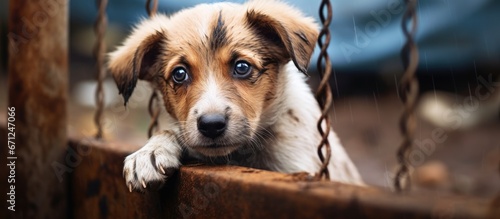 A forlorn stray dog left alone hidden by the fence