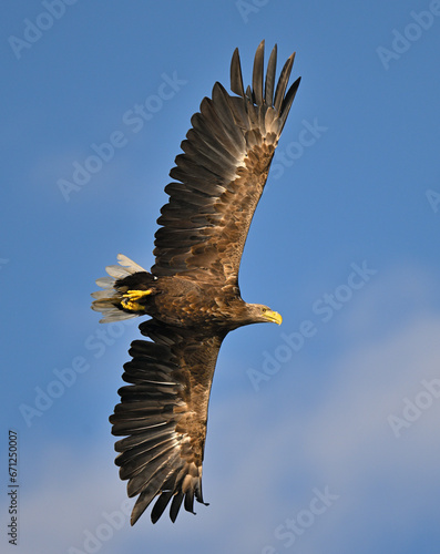 White-tailed eagle hunting for fish in the waters of the Szczecin Lagoon. Poland.