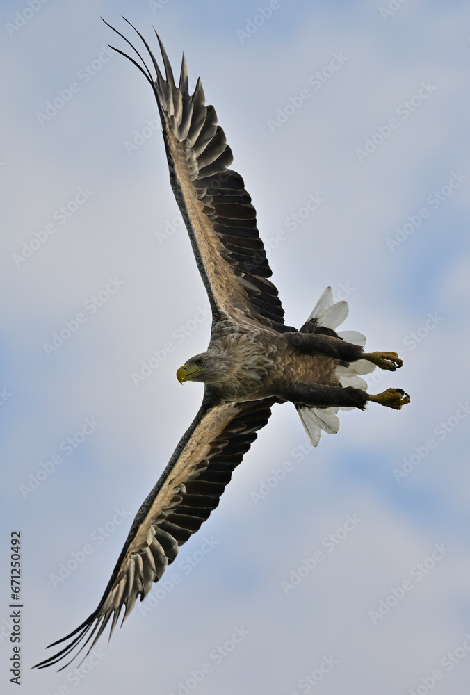 Fototapeta premium White-tailed eagle hunting for fish in the waters of the Szczecin Lagoon. Poland.