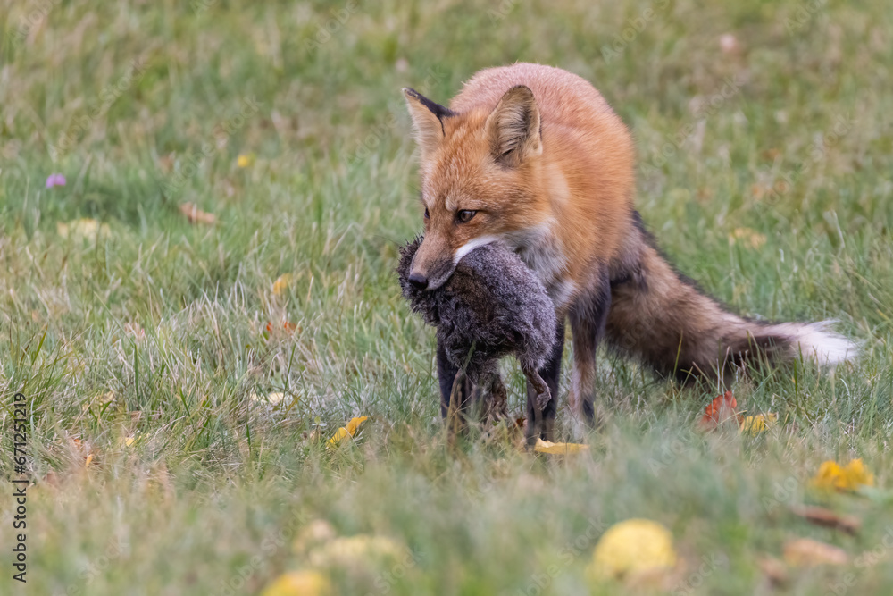 Red fox hunting squirrel in autumn Red fox hunting squirrel in autumn