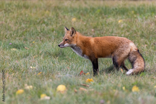 Red fox in autumn