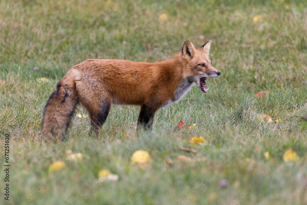 Red fox hunting squirrel in autumn Red fox hunting squirrel in autumn