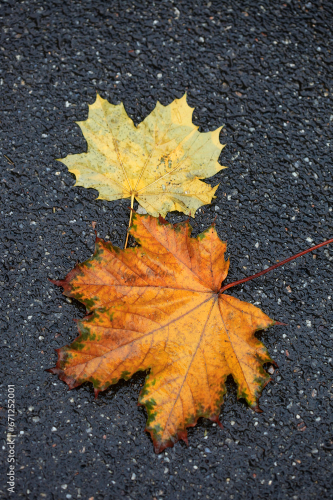 Colorful autumn plants on natur background Colorful autumn plants on natur background