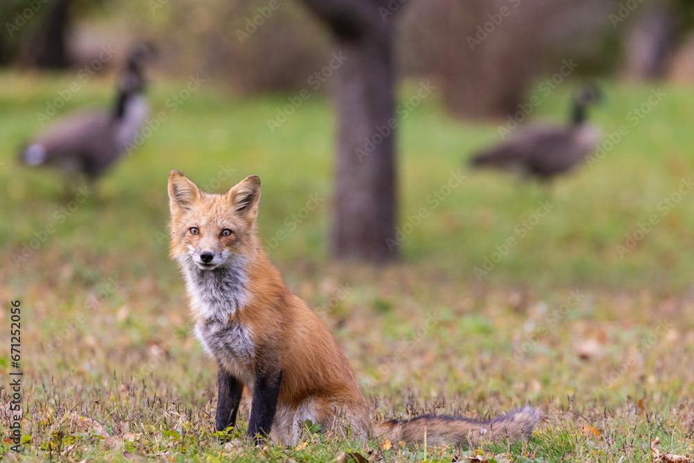 Fototapeta premium Red fox hunting canada goose 