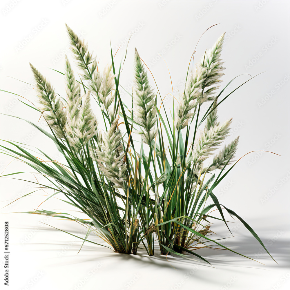 Obraz premium A bunch of white flowers and frass white isolated cutout element.