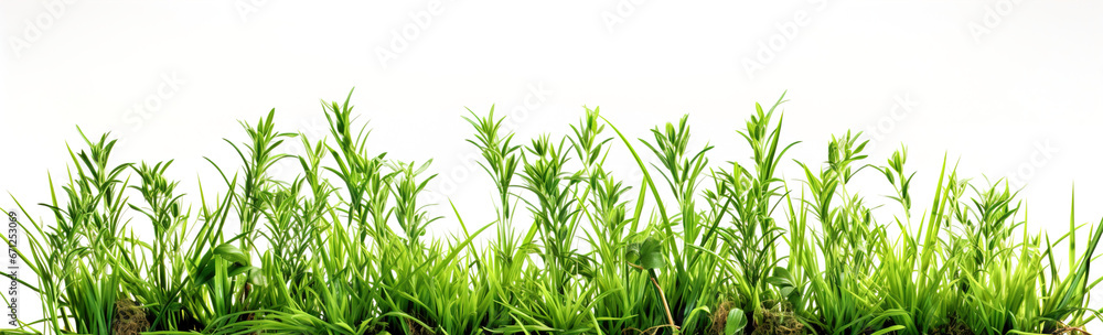 Grass and other plants in soil white isolated cutout element. Grass and other plants in soil white isolated cutout element.
