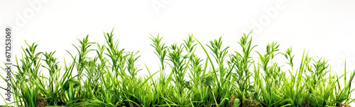 Grass and other plants in soil white isolated cutout element.