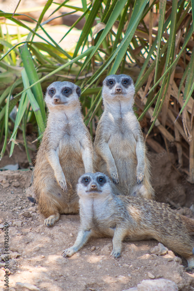 Fototapeta premium A group of cute social and always alert suricates (meerkats)