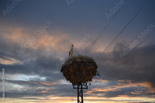 storks in the nest
