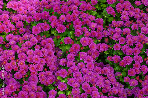 Chrysanthemums lilac colored garden field, summer plant fresh flora outdoors. AI generated. © Serhii