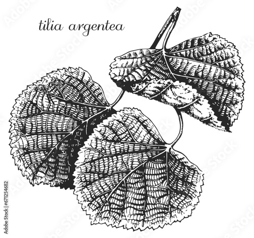 Linden. Latin name tilia tomentosa, tilia argentea. Linden leaf, linden blossoms, linden flower, linden branch, linden monochrome	
