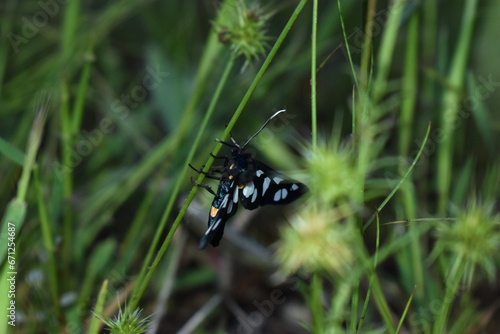 butterfly on grass