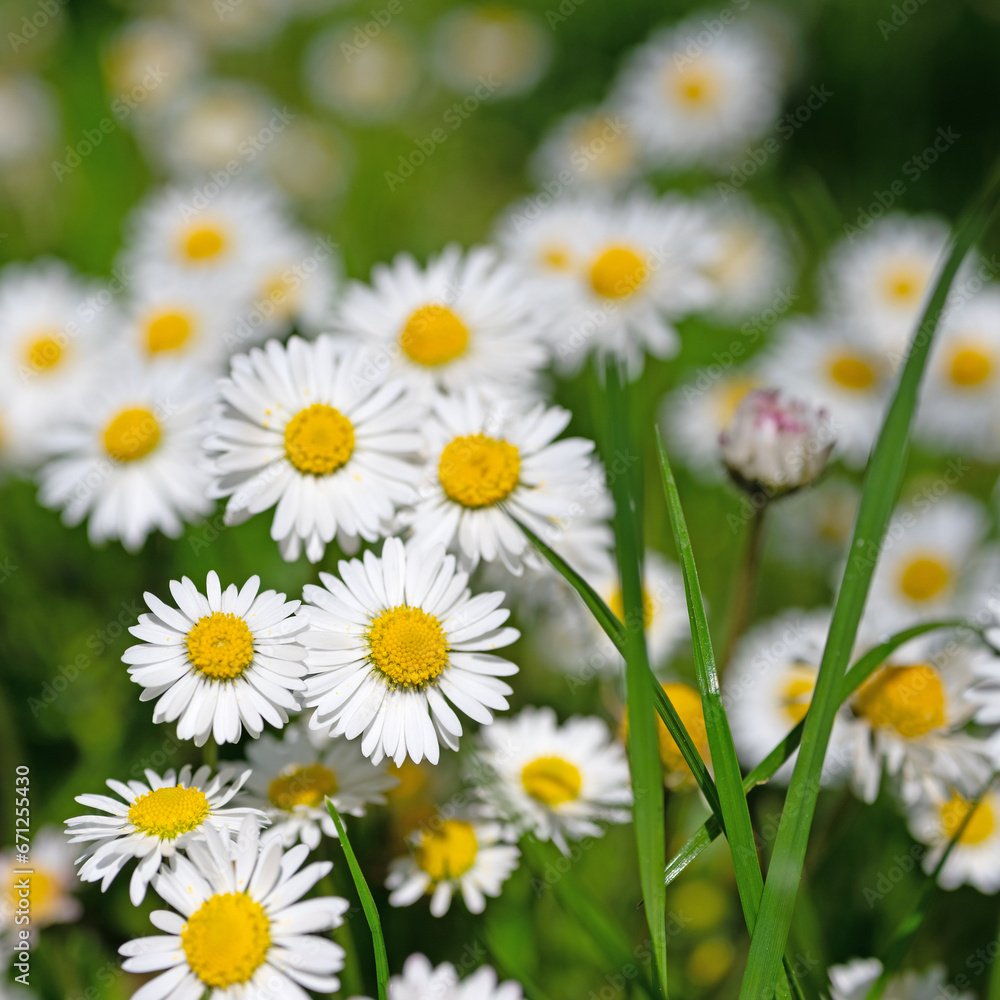 Gänseblümchen, Bellis perennis, in einer Nahaufnahme