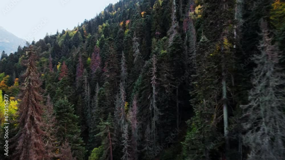 Aerial View Of Gloomy Dense Spruce Forest On Slope Of Mountain, Beauty Of Nature In Autumn Season Aerial View Of Gloomy Dense Spruce Forest On Slope Of Mountain, Beauty Of Nature In Autumn Season