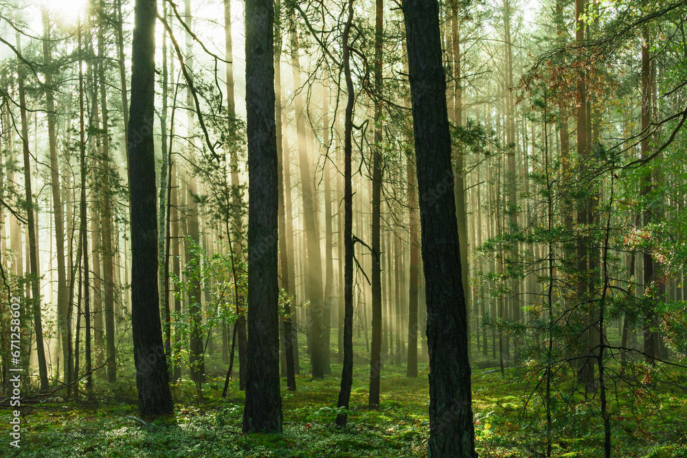 Wysoki sosnowy las. Jest jesienny, słoneczny poranek, Między drzewami unosi się mgła oświetlana promieniami wschodzącego słońca.. - obrazy, fototapety, plakaty 