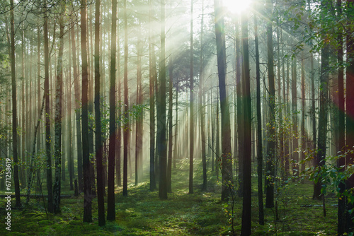 Wysoki sosnowy las. Jest jesienny, słoneczny poranek, Między drzewami unosi się mgła oświetlana promieniami wschodzącego słońca.. © boguslavus