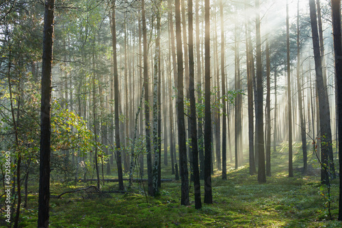 Fototapeta Naklejka Na Ścianę i Meble -  Wysoki sosnowy las. Jest jesienny, słoneczny poranek, Między drzewami unosi się mgła oświetlana promieniami wschodzącego słońca..