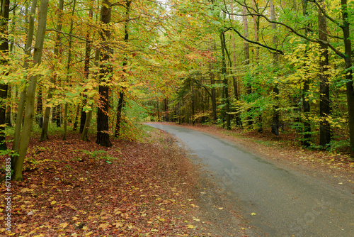 Wąska, asfaltowa droga w liściastym, bukowym lesie. Nawierzchnia błyszczy od wilgoci. Pobocze pokrywa warstwa brązowych liści. Jest jesień część liści przybrała żółty i brązowy kolor.