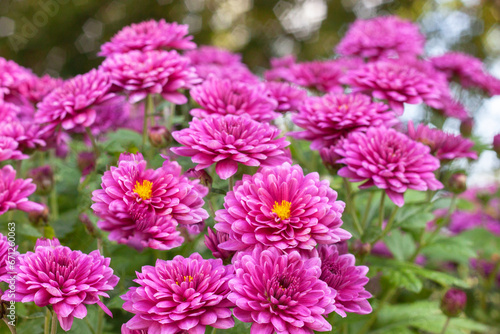Chrysanthemums lilac colored garden field, summer plant fresh flora outdoors. AI generated.