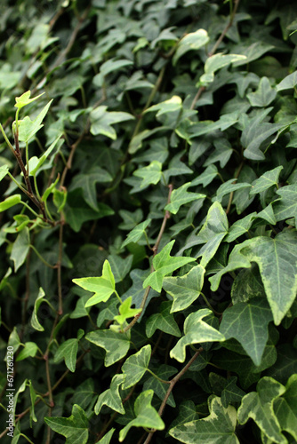 Facade of house overgrown by ivy. Ivy texture  hedge background  wallpaper  image. Ivyberry backdrop. Green wall. Green plant texture. Green leaves background. Myrtle green background. Evergreen plant