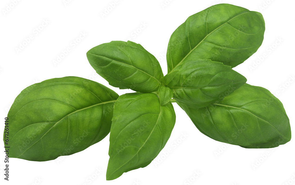 Fototapeta premium Fresh basil leaves