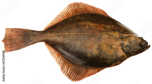 Flatfish isolated