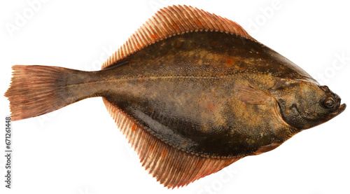 Bild auf Leinwand Flatfish isolated