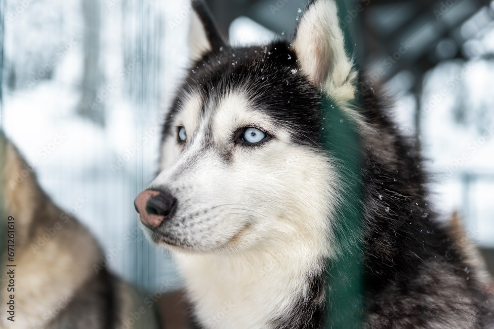 Side poirtrait of beautiful calm purebred siberain husky dogs sitting in kennel outdoors wait for forest trip adventure dogsled on cold winter snowy day. Dog sledding domestic animal frineds