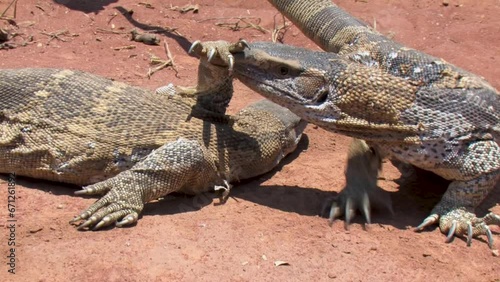 african Rock monitor lizards in the desert sun under the harsh sun photo