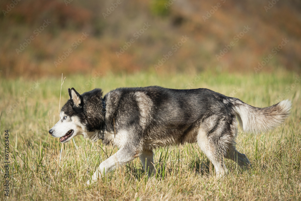 A husky dog ​​walks in a field, close-up side view.