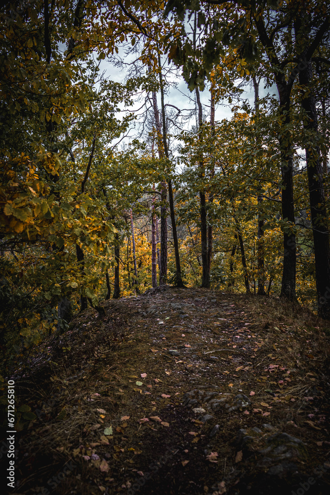 Fototapeta premium autumn in the forest