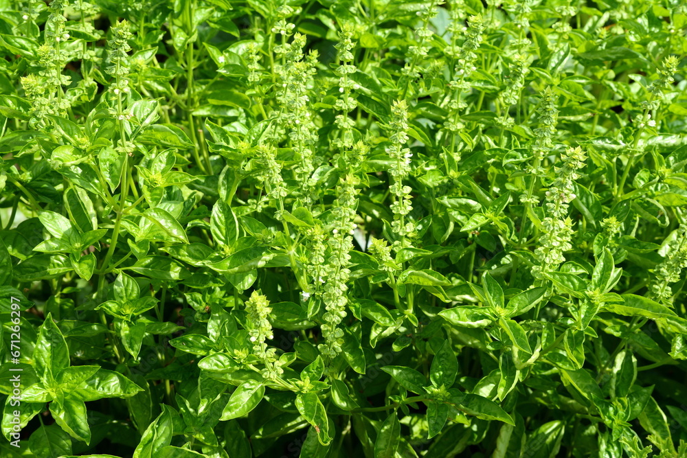 Ocimum tenuiflorum sanctum or Tulsi kaphrao Holy basil is an erect, many branched subshrub, 30 to 60 cm tall with hairy stems Leaves are green vegetable blooming in garden Ocimum tenuiflorum sanctum or Tulsi kaphrao Holy basil is an erect, many branched subshrub, 30 to 60 cm tall with hairy stems Leaves are green vegetable blooming in garden