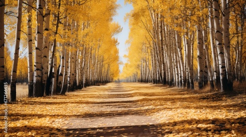 A grove of aspen trees with golden autumn leaves.