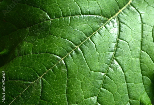 background texture green leaf structure macro photography