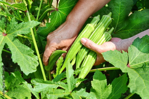 Close up of ladyfingers vegetable on hand. Close up of Okra .Lady fingers. Lady Fingers or Okra vegetable on hand in farm. Plantation of natural okra.Fresh okra vegetable. Lady fingers field. photo
