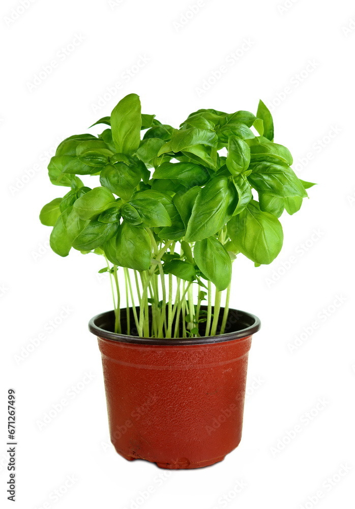 Fresh basil leaves isolated on white background Fresh basil leaves isolated on white background