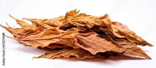 A large leaf of high quality tobacco is displayed on a white background prepared for a precise and moisture free cutting technique
