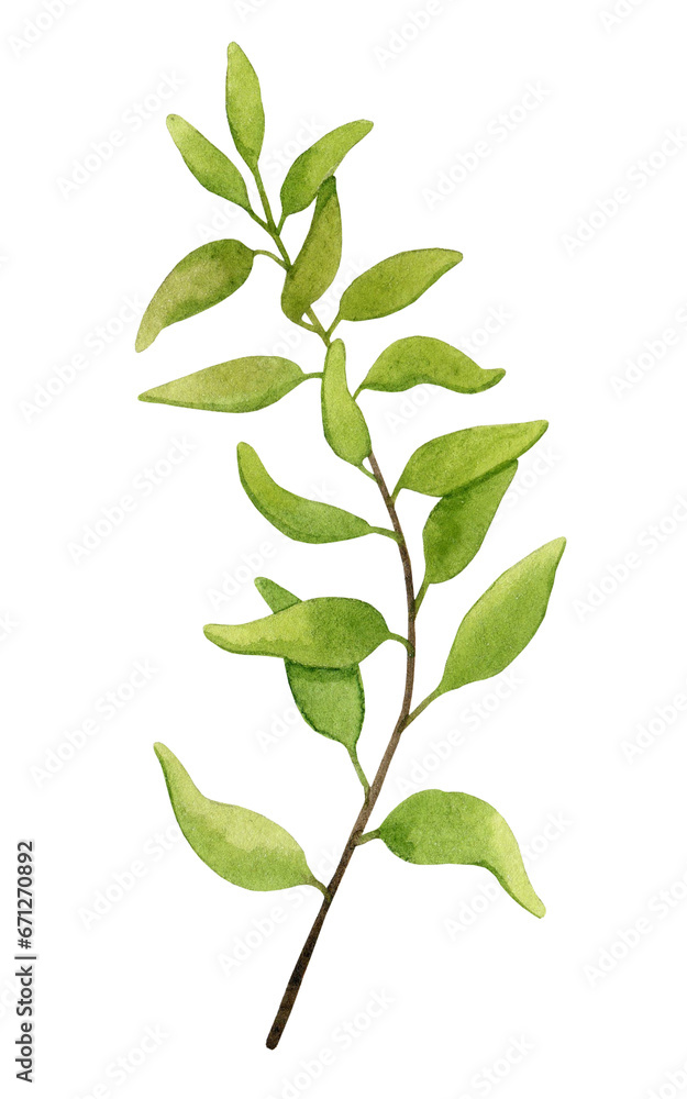 Branch with lush green foliage. Watercolor botanical illustration. Isolated element for packaging design, logo, cards, wedding print, invitations, advertising, etc.
